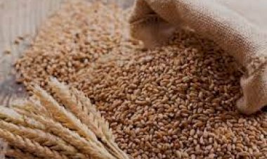 तुर्की के बाद इजिप्ट ने भी ठुकराया 55 हजार टन भारतीय गेहूं, जानिए पूरा मामला