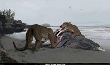 कभी धरती पर पाया जाता थे ये खतरनाक जानवर, वैज्ञानिकों को मिला 1 करोड़ साल से ज्यादा पुराना Fossil