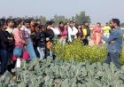 एमडीयू के विद्यार्थियों ने जाने प्राकृतिक खेती के गुर।