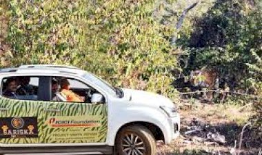 राज्यपाल मिश्र ने सरिस्का में की सफारी, दिखी बाघिन एसटी-2