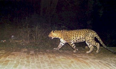 ग्रेटर नोएडा की इस सोसायटी में तेंदुआ दिखने से दहशत फैली, सर्च ऑपरेशन में नहीं मिली 'बड़ी बिल्ली'