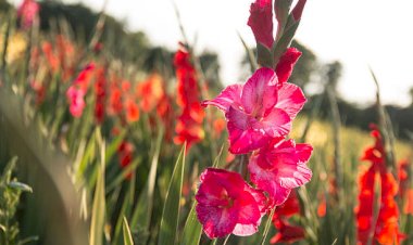 ग्लेडियोलस फूलों की खेती कर किसान कमा रहे लाखों रुपये, कम लागत में दोगुना है मुनाफा
