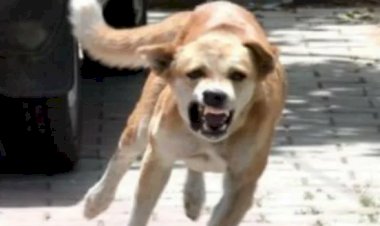 बिहार के बेगूसराय में क्या आदमख़ोर हो रहे हैं कुत्ते?