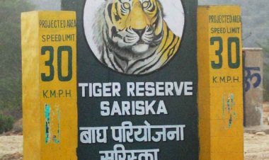 Recap 2022: कभी आग लगी तो कभी बाघ हुआ गायब, सुर्खियों में ऐसे रहा सरिस्का, VIP भी खूब पहुंचे