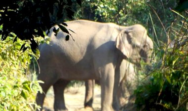 दस दिनों में हाथी के हमले में एक और व्यकित की मौत