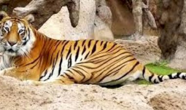 मध्य प्रदेश: बाघ और तेंदुओं की बड़ी तादाद में हो रही मौतों की वजहें जानिए