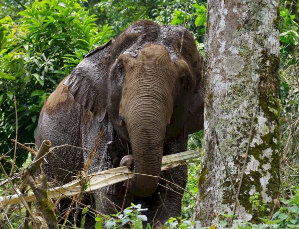उत्तर प्रदेश के गोरखपुर ज़िले में एक हाथी के कुचलने से तीन लोगों की मौत हो गई है.