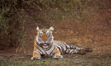 जानें कैसे बाघों की दहाड़ से फिर गूंज उठा सरिस्का टाइगर रिजर्व? 2005 में शून्य हो गई थी संख्या